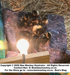 The Story of the Rescuing of 10 Mallard Ducklings